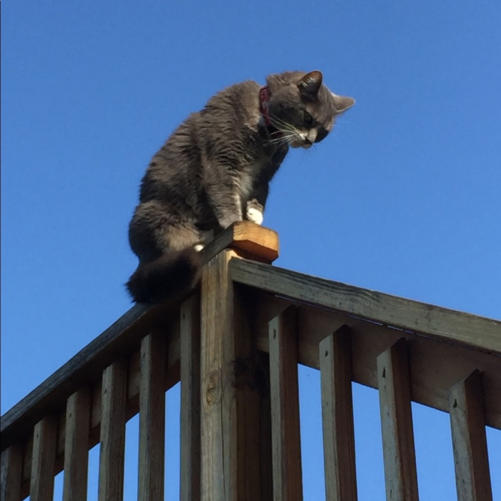 Meet your Posher, Pamela